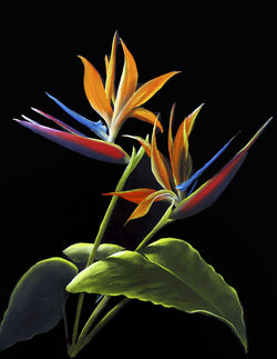 Bird Of Paradise
