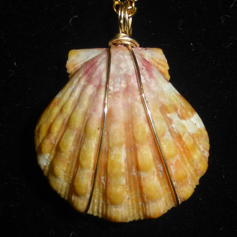 Kauaian sunrise shell necklace